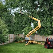 Trusted Central City, PA Tree Services Experts